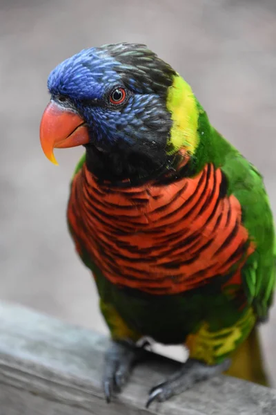 En färgglad Lorikeet — Stockfoto