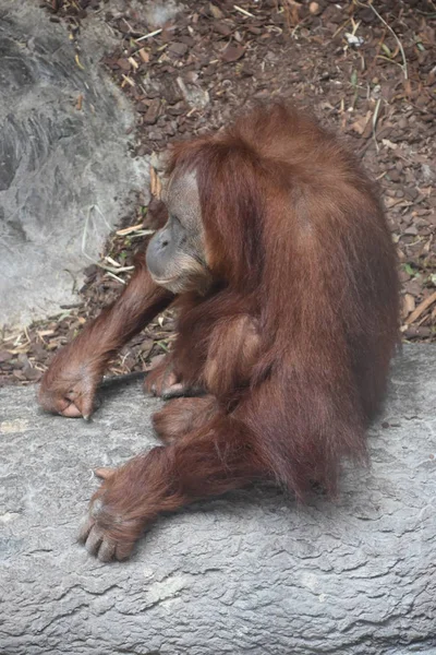 Orang-outan dans un zoo — Photo