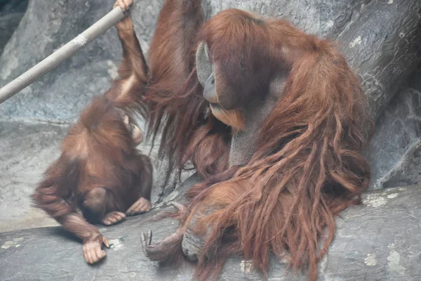 Hayvanat bahçesindeki Orangutan — Stok fotoğraf