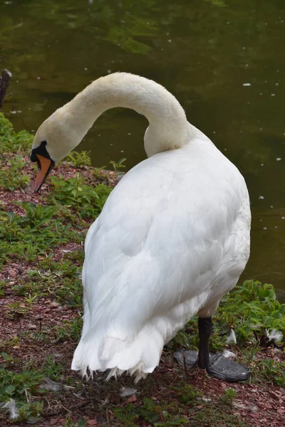 Swan in a Pond — Stock Photo, Image