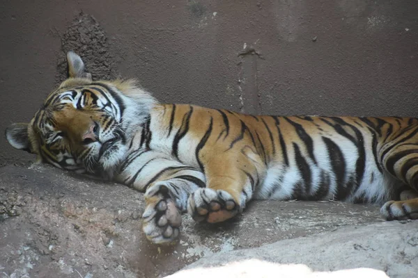 Tygr v zoo — Stock fotografie