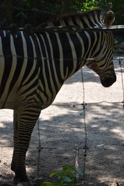 Zebra em um zoológico — Fotografia de Stock