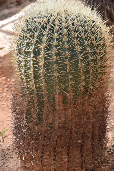 Kaktus växt i öknen — Stockfoto