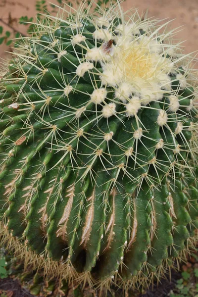 Plante de cactus dans le désert — Photo