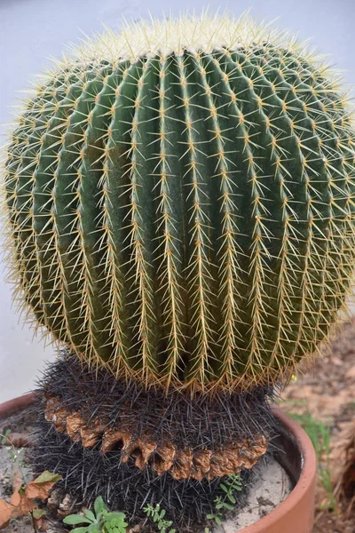 Плантация кактусов в пустыне — стоковое фото