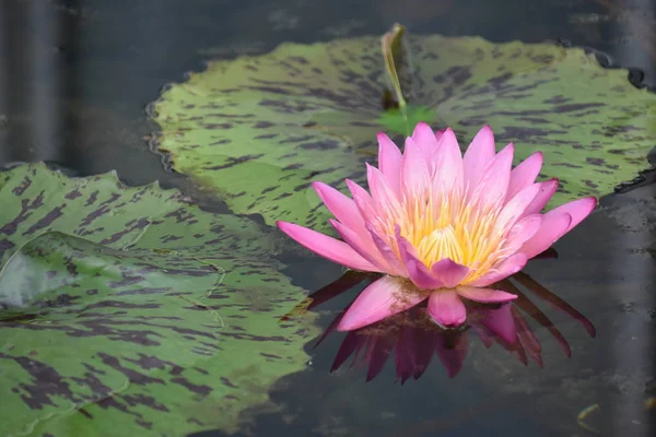 Beautiful Lily Flower — Stock Photo, Image