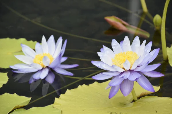 Beautiful Lily Flower — Stock Photo, Image