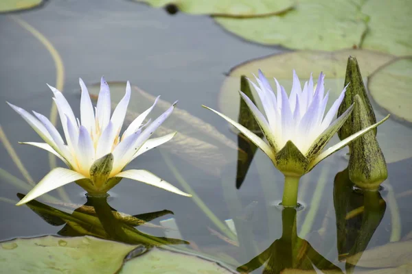 Beautiful Lily Flower — Stock Photo, Image