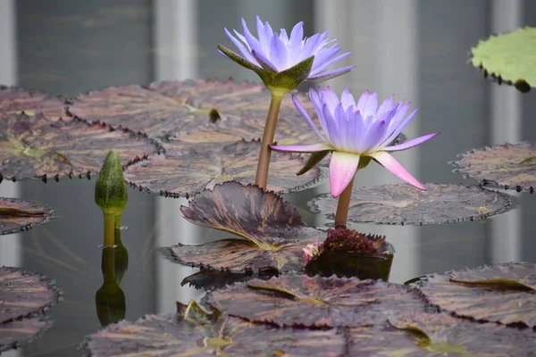 güzel Zambak çiçeği