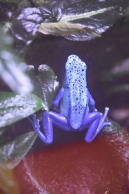 zehirli ok kurbağası