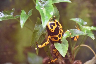 zehirli ok kurbağası