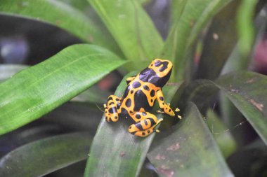 zehirli ok kurbağası