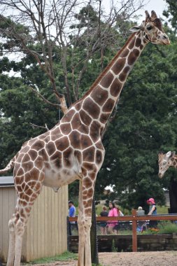 uzun boylu bir zürafa