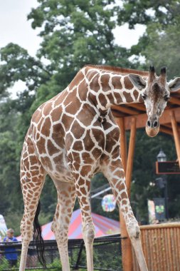 uzun boylu bir zürafa