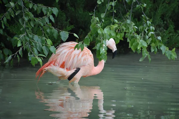 Beautiful Delicate Flamingo — Stock Photo, Image