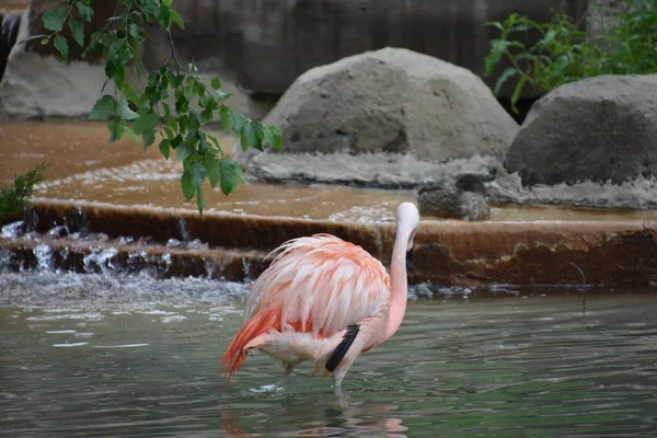 Flamingo delicado bonito — Fotografia de Stock