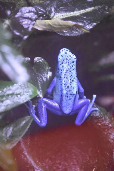 zehirli ok kurbağası