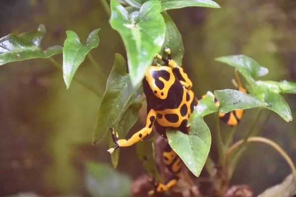 zehirli ok kurbağası