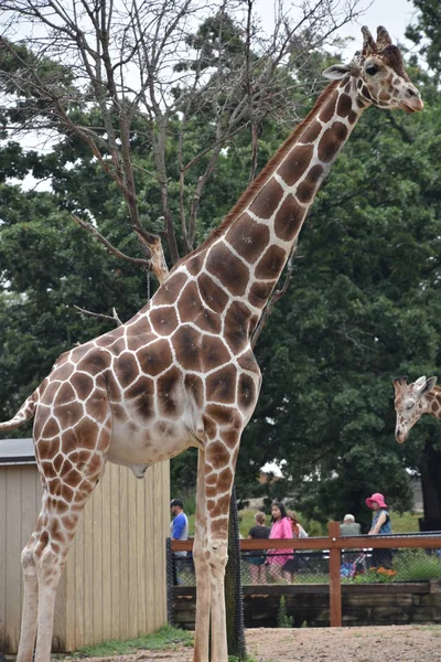 uzun boylu bir zürafa