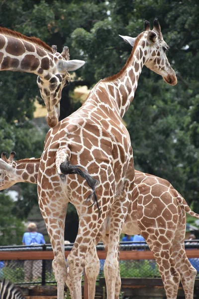 uzun boylu bir zürafa