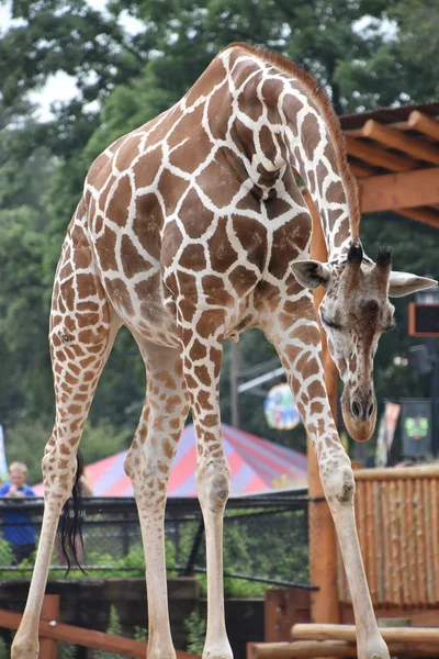 uzun boylu bir zürafa