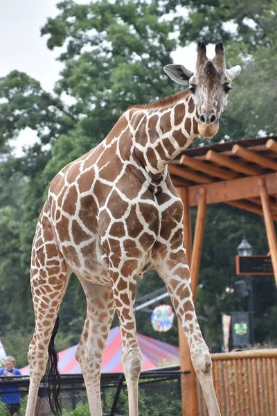 Eine große Giraffe — Stockfoto