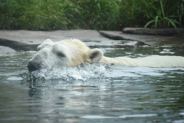 Suda bir kutup ayısı