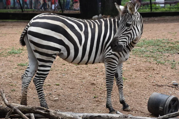 Uma bela zebra listrada — Fotografia de Stock