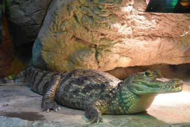 Hayvanat bahçesindeki timsah