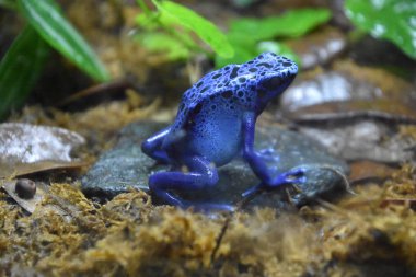 zehirli ok kurbağası