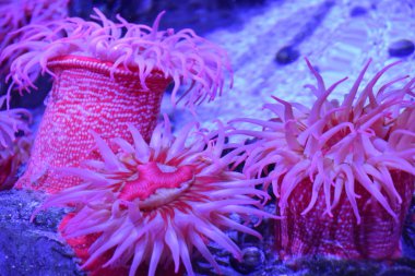 renkli deniz anemon