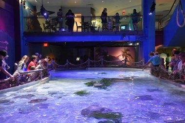 BLOOMINGTON, MN - 29 Temmuz 2017 'de Bloomington, Minneapolis' teki Mall of Americas 'taki Deniz Yaşamı Akvaryumu.