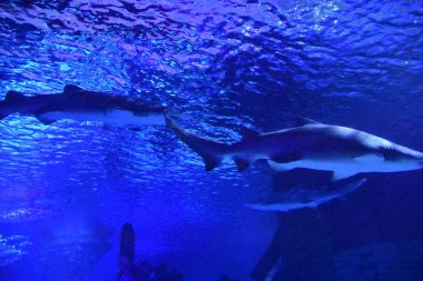 Bloomington, Minnesota - Tem 27: Sealife Mall of America Bloomington, Minnesota, 27 Temmuz 2017 üzerinde görülen akvaryumda. Leaseable alanı açısından en büyük ikinci alışveriş merkezi ve toplam kullanım alanı açısından Amerika Birleşik Devletleri'ndeki en büyük alışveriş merkezi olan.