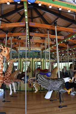 ST Paul, MUL - 30 Temmuz 2017 'de St. Paul' deki Minnesota Hayvanat Bahçesinde görülen Atlıkarınca.