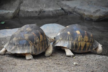 Bir yavaş hareket kaplumbağa