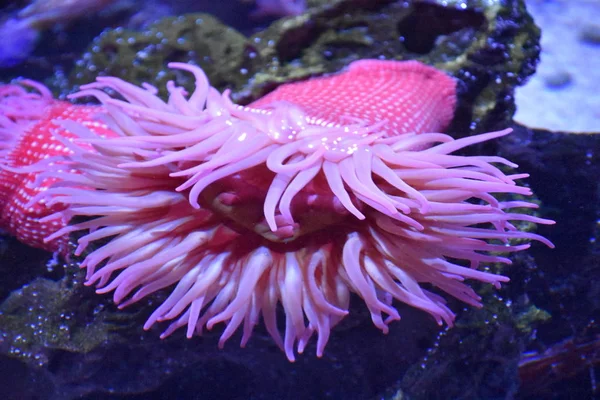 Färgglada anemoner — Stockfoto