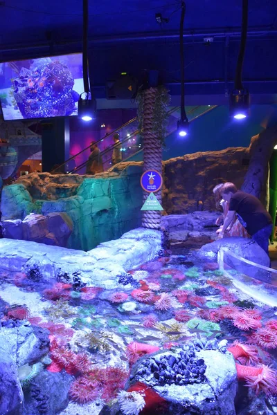 BLOOMINGTON, MN - 29 Temmuz 2017 'de Bloomington, Minneapolis' teki Mall of Americas 'taki Deniz Yaşamı Akvaryumu.