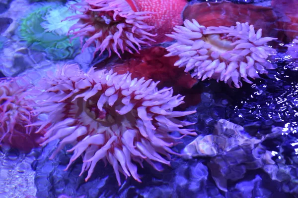 Renkli deniz anemon — Stok fotoğraf