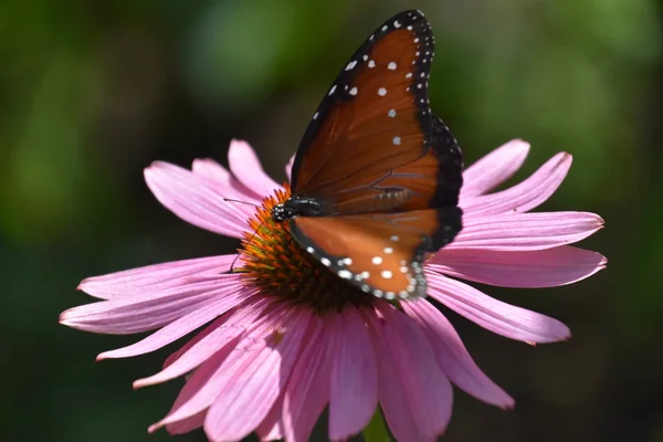 Una hermosa mariposa colorida — Foto de Stock