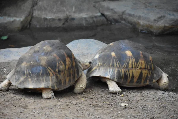 Bir yavaş hareket kaplumbağa
