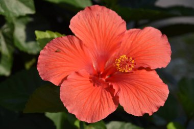 Renkli çiçek bahar