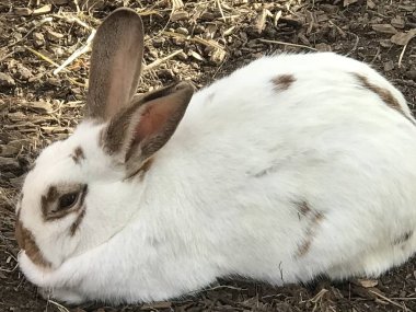bir çiftlikte tavşan
