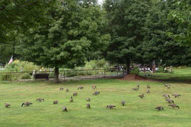 Çimenlerin üzerinde birçok kaz