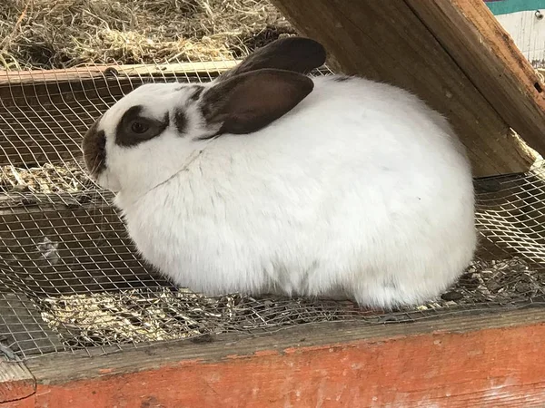 Kaninchen Auf Einem Bauernhof — Stockfoto