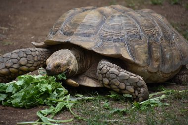 Turtle in een dierentuin