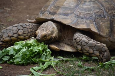 Turtle in een dierentuin