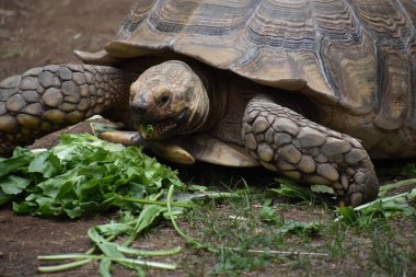 Turtle in een dierentuin