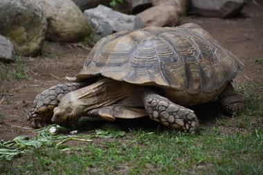 Turtle in een dierentuin