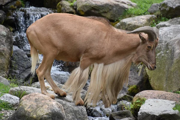 Bearded Goat Zoo — Stock Photo, Image