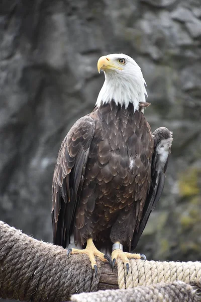 Bald Eagle Zoo — Stock Photo, Image